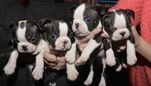 Gorgeous litter of blue Boston Terrier puppies We have 7 beautiful pups! (4 girls, 3 boys.)