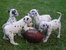 lovely AKC registered Dalmatian pups for a caring home, Txt only via (530) 522-8115