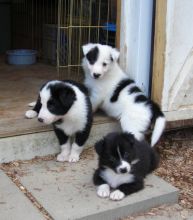 Lovely Border Collie pups- 10- 11 weeks old.. 1 male & 1 female available. Txt only via(530) 522-811