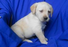 Our gorgeous Labrador Retriever are proud parents to 2 fantastic puppie, Txt only via(530) 522-8115