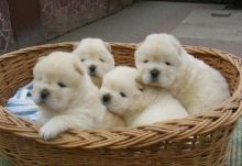 Perfect Quality supper splendid Chow chow puppies ,Txt only via (786) 322-6546