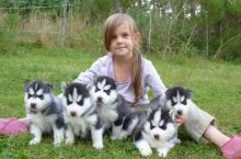 Purebred Siberian Husky Puppies Available Purebred Siberian husky puppies available, Txt only via (3