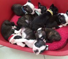 Red and white boston terrier pups. Both parents are on site Txt only via (901) 213-8747
