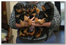 Super Rottweiler Pups I have 2 Rottweiler puppies for adoption. , Txt only via (786) 322-6546