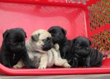 Two Friendly Pug pups Puppies. Txt only via (302) 514-8078