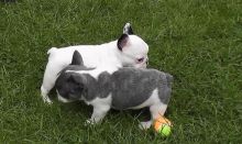 Well trained French Bulldog Pups. Txt only via (302) 514-8078