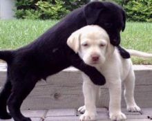 Wonderful Labrador Retriever Pups for Sale, Txt only via (302) 514-8078