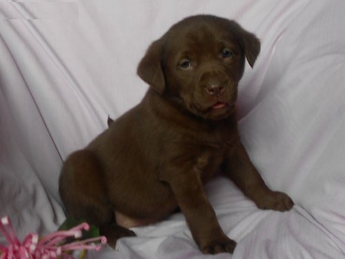 12 weeks old Labrador retriever Puppies Available. , Txt only via(530) 522-8115 Image eClassifieds4u