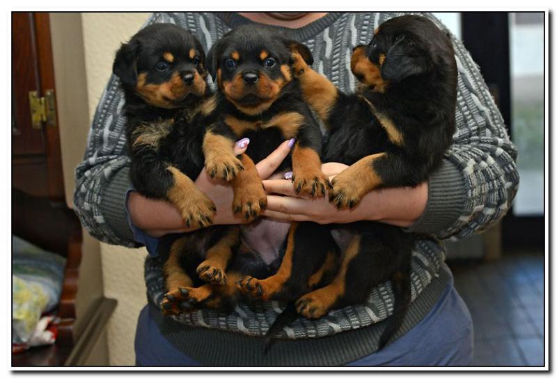 Beautiful Black and Brown Rottweiler puppies male and females in need of good homes. Image eClassifieds4u