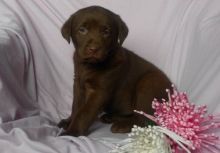 12 weeks old Labrador retriever Puppies Available. , Txt only via(530) 522-8115 Image eClassifieds4u 1