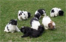 Adorable Maltipoo, Shipoo and Other Small Breeds Image eClassifieds4U