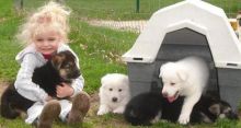 AKC registered German shepherd puppies for sale (1 male, 1 female).. . .Txt only via (786) 322-6546 Image eClassifieds4U