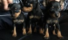 asdsfdg Doberman Puppies male and female ready for new home .., Image eClassifieds4U
