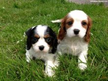 Cavalier King Charles Puppies - Cavaliers are the perfect family dog!Txt only via (786) 322-6546 Image eClassifieds4U