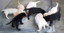 Sweet Labrador Puppies Our beautiful Labrador puppies just turned 12 weeks Image eClassifieds4U