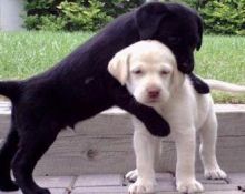 Wonderful Labrador Retriever Pups for Sale, Txt only via (302) 514-8078 Image eClassifieds4U
