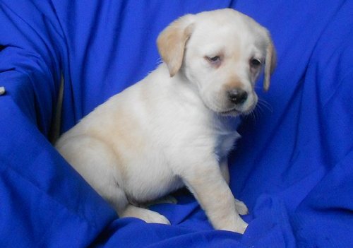 Our gorgeous Labrador Retriever are proud parents to 2 fantastic puppie, Txt only via(530) 522-8115 Image eClassifieds4u