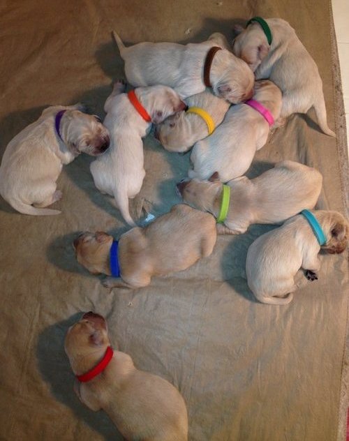 Very healthy Golden Retriever Puppies Image eClassifieds4u