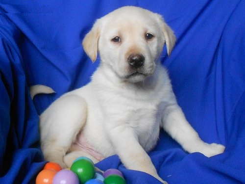 Well trained French Bulldog Pups. Txt only via (302) 514-8078 Image eClassifieds4u