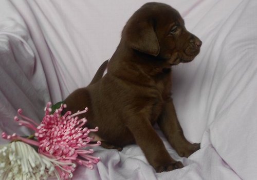 Well trained French Bulldog Pups. Txt only via (302) 514-8078 Image eClassifieds4u