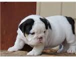 Standerd english bulldog puppy