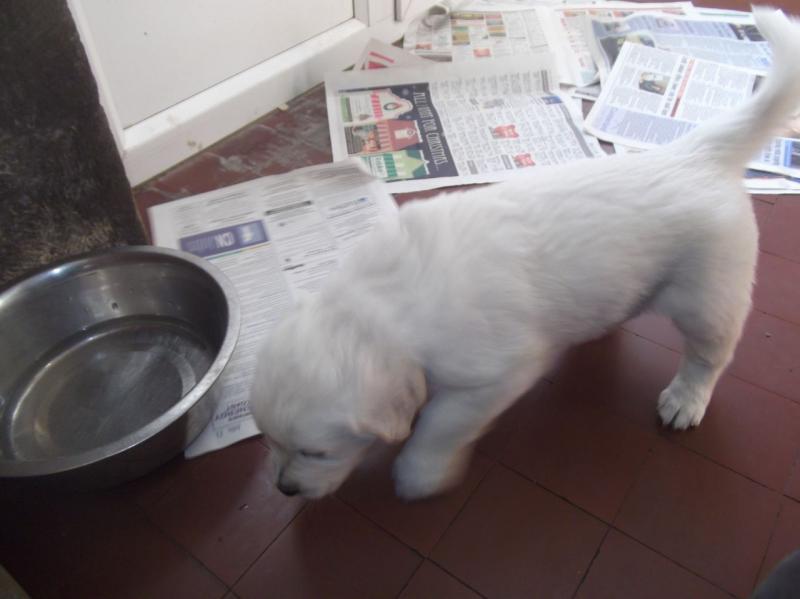 Male and Female Golden Retriever Puppies Available mr3154444@gmail.com Image eClassifieds4u