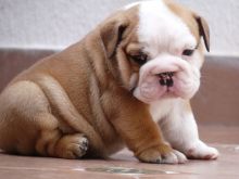 Amazing English bulldog puppies (612) 814-0976