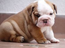 Cute English bulldog puppies for adoption (612) 814-0976