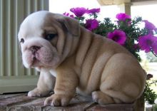 Outstanding English bulldog puppies (612) 814-0976