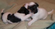 Super Adorable Jack Russel Puppies looking for adoption FOR GOOD HOME WE TRAIN