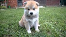 akita puppies for adoption