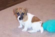 Adorable Jack Russel Puppy for Adoption/a.z.e.r.v.e.ronica1@gmail.com