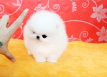Priceless White Pomeranian Puppy For Adoption/aze.rveronica1@gmail.com
