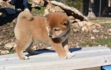 bright shiba inu puppies (701) 446-8046