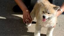 Bring home a Akita inu puppy today