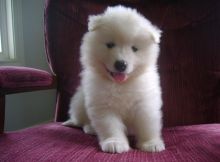 bubbly samoyed puppies (701) 446-8046