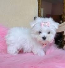 CKC registered Teacup maltese puppies