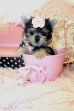 Gorgeous Teacup Yorkie puppies available