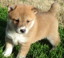 intelligent shiba inu puppies (701) 446-8046