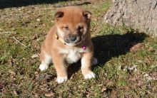 perfect shiba inu puppies (701) 446-8046