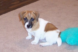 Wonderful Jack Russell Puppies Available/a.zerve.ronica.1@gmail.com Image eClassifieds4u