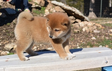 brave shiba inu puppies (701) 446-8046 Image eClassifieds4u