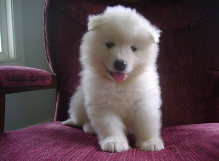 bubbly samoyed puppies (701) 446-8046 Image eClassifieds4u