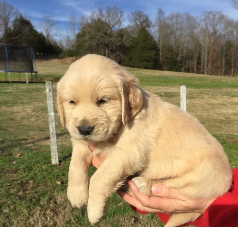 helpful golden retriever puppies (701) 446-8046 Image eClassifieds4u