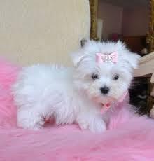 Lovely Maltese puppies. Image eClassifieds4u