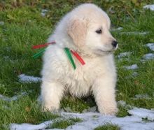 amazing golden retriever puppies (701) 446-8046 Image eClassifieds4u 1