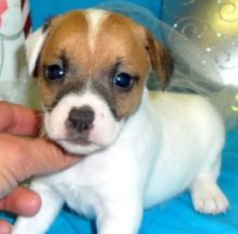 Jack Russel Puppies For A Wonderful Home.12 Weeks Old/a.zerv.e.r.o.n.i.c.a.1@gmail.com Image eClassifieds4U