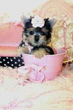 Beutifull Teacup Yorkie Puppies for Rehoming Image eClassifieds4u 1