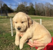 helpful golden retriever puppies (701) 446-8046 Image eClassifieds4U