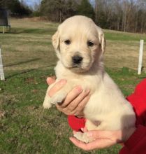 honorable golden retriever puppies (701) 446-8046 Image eClassifieds4U
